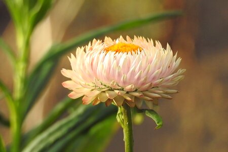 Helichrysum white filled