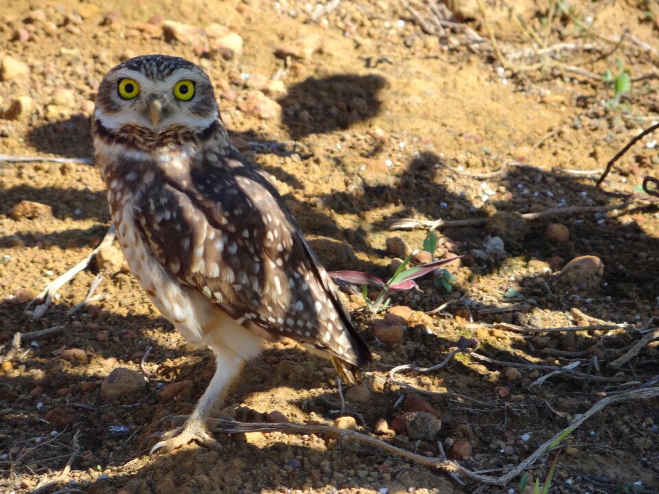 Owl bird Free photos