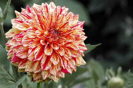 Dahlia garden flower garden flower