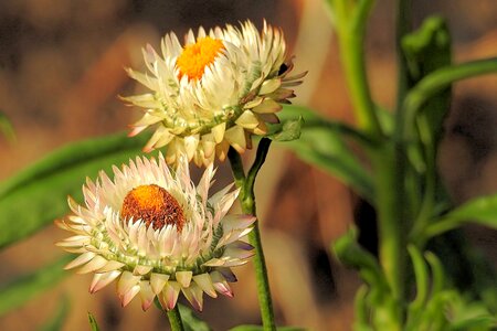 Helichrysum white filled