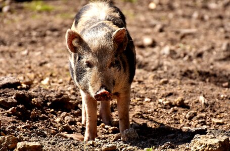 Piglet animal world dirty