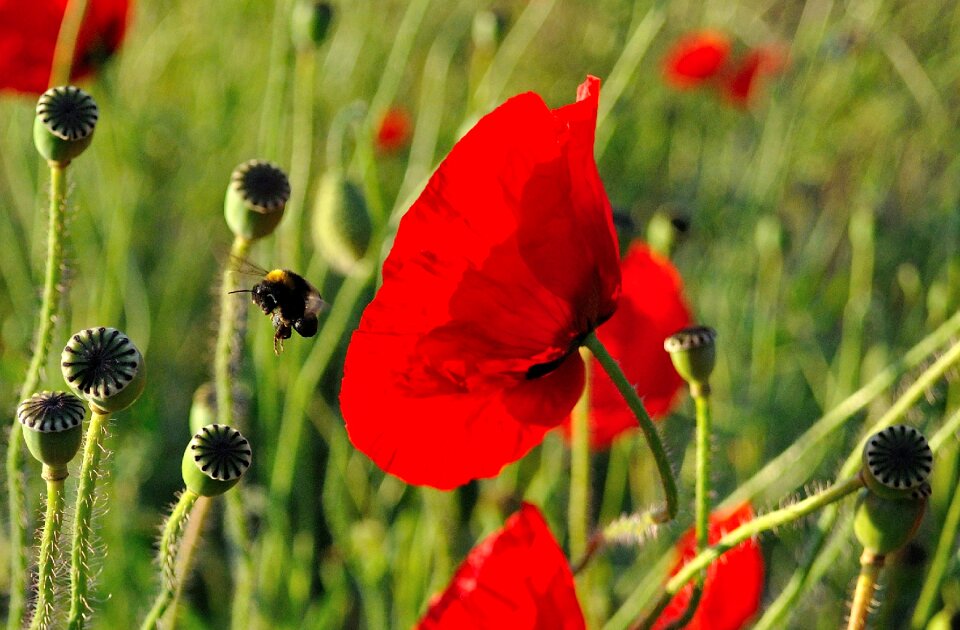 Close up klatschmohn food intake