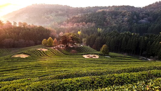 For green tea scenery morning