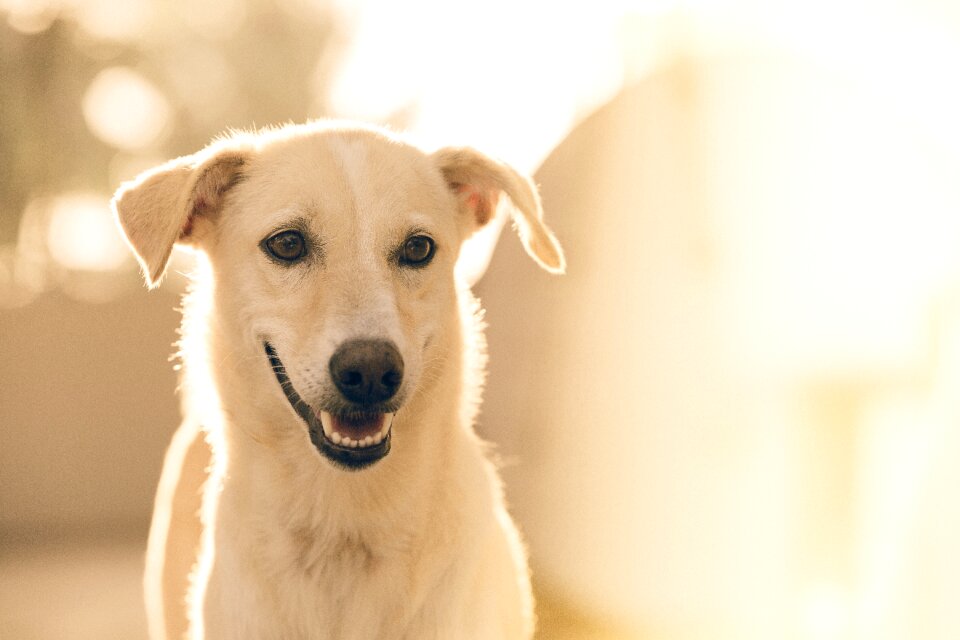 Animal canine white