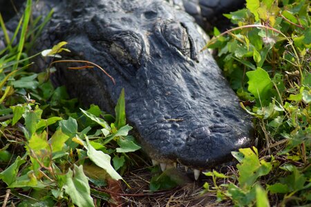 Gator florida miami photo