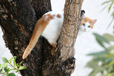 Look peekaboo animal