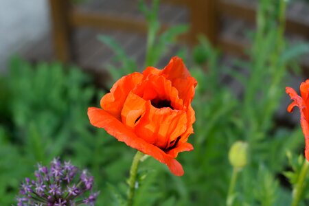 Bloom red garden