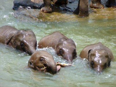 Young elephants sri lanka swim photo