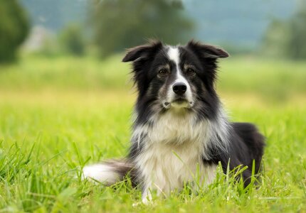British sheepdog border purebred dog