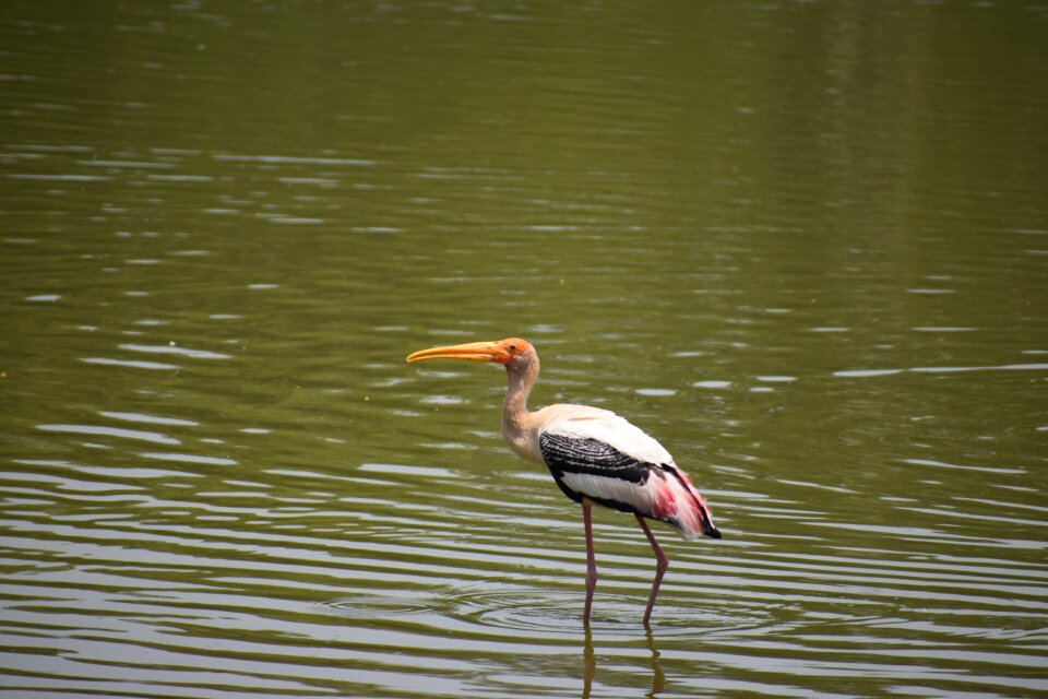 White wildlife water