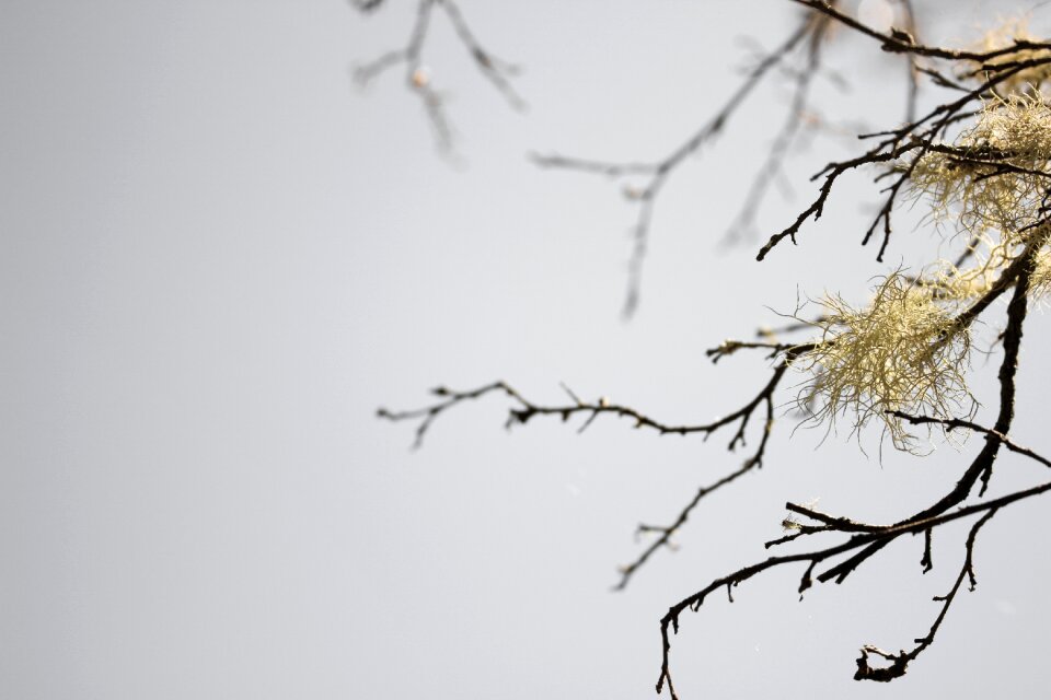Background branch tree