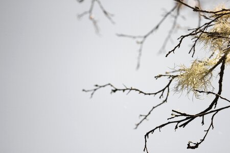 Background branch tree