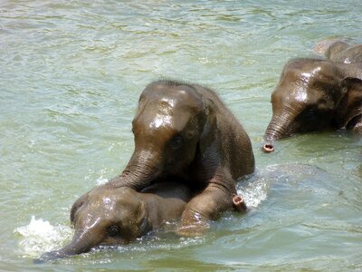 Young elephants sri lanka swim photo