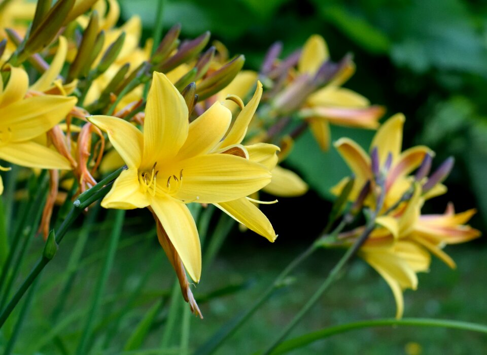 Yellow garden close up photo