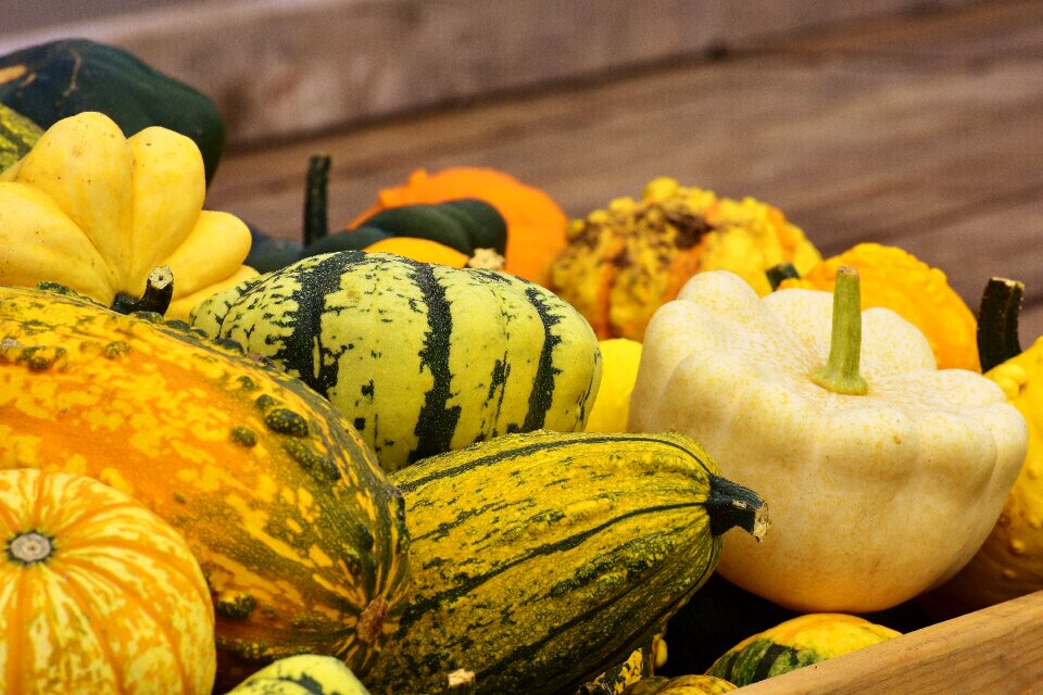 Harvest decorative squashes decoration