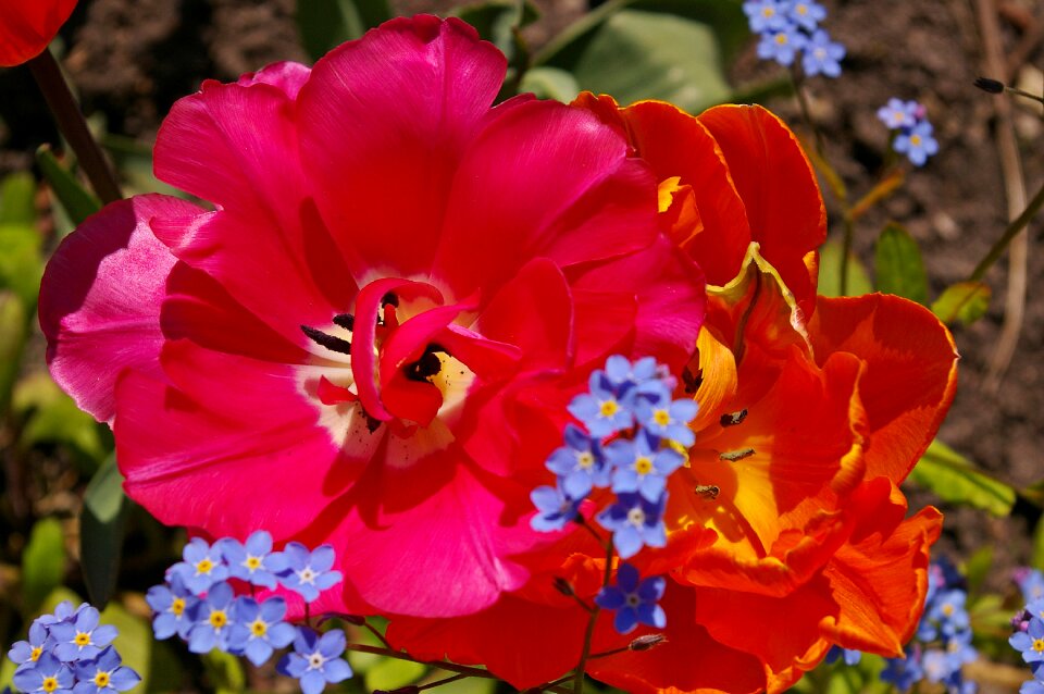 Flower spring nature