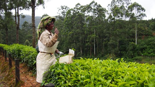 Tea green agriculture photo