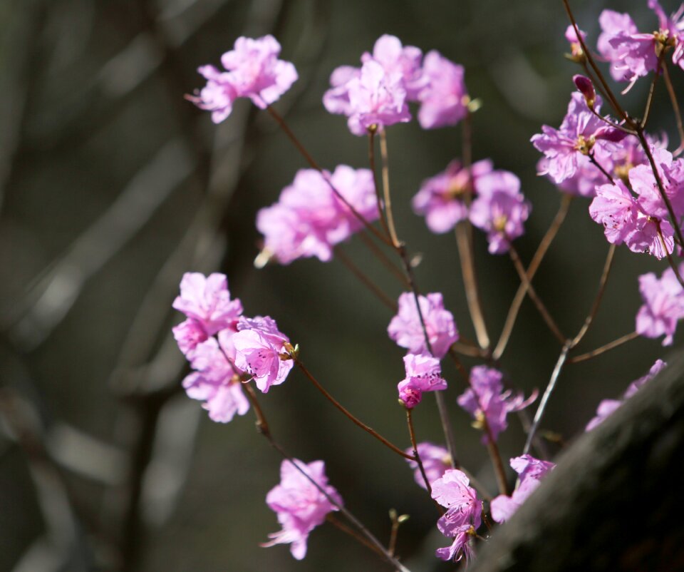 Spring spring flowers azalea flowers