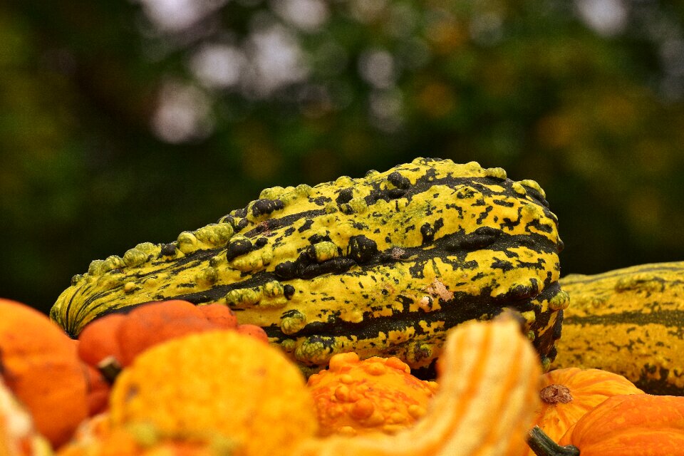 Harvest decorative squashes decoration