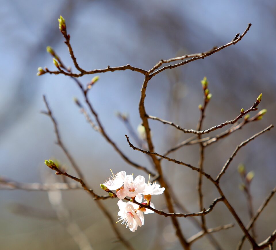 Spring flowers white spring