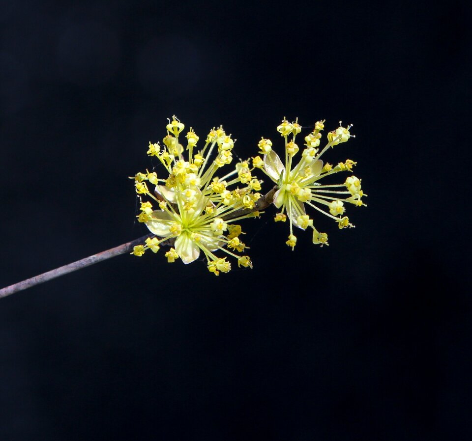 Flowers nature plants