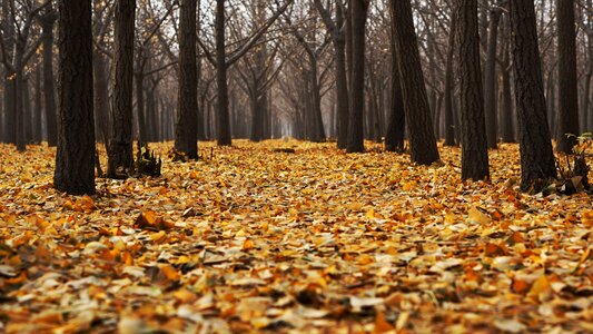 Forest landscape leaves photo