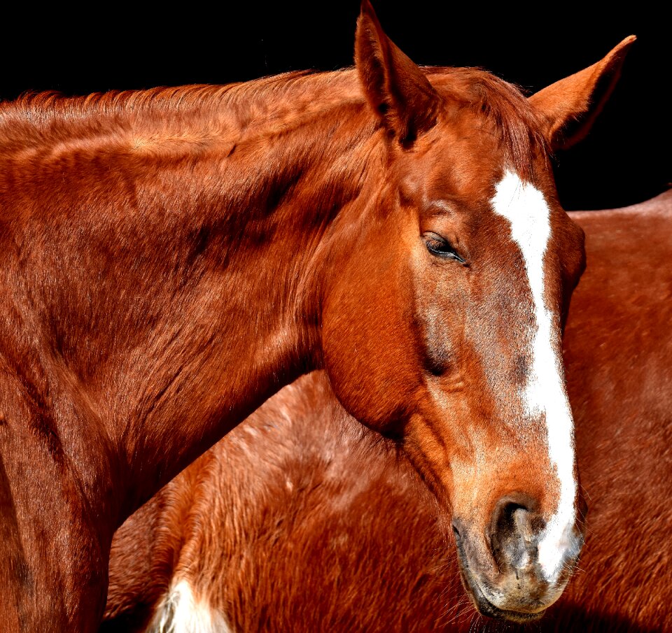 Beautiful animal animal world