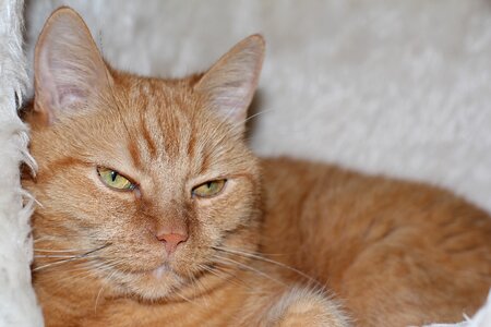 Red cat pet mieze photo
