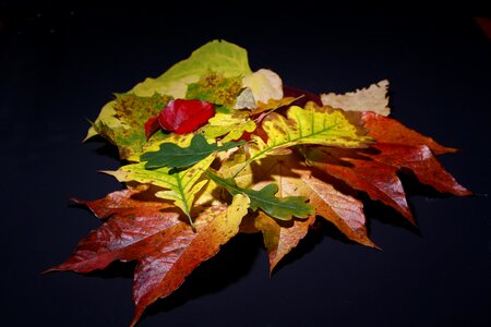 Autumn leaves in the autumn fall leaves photo