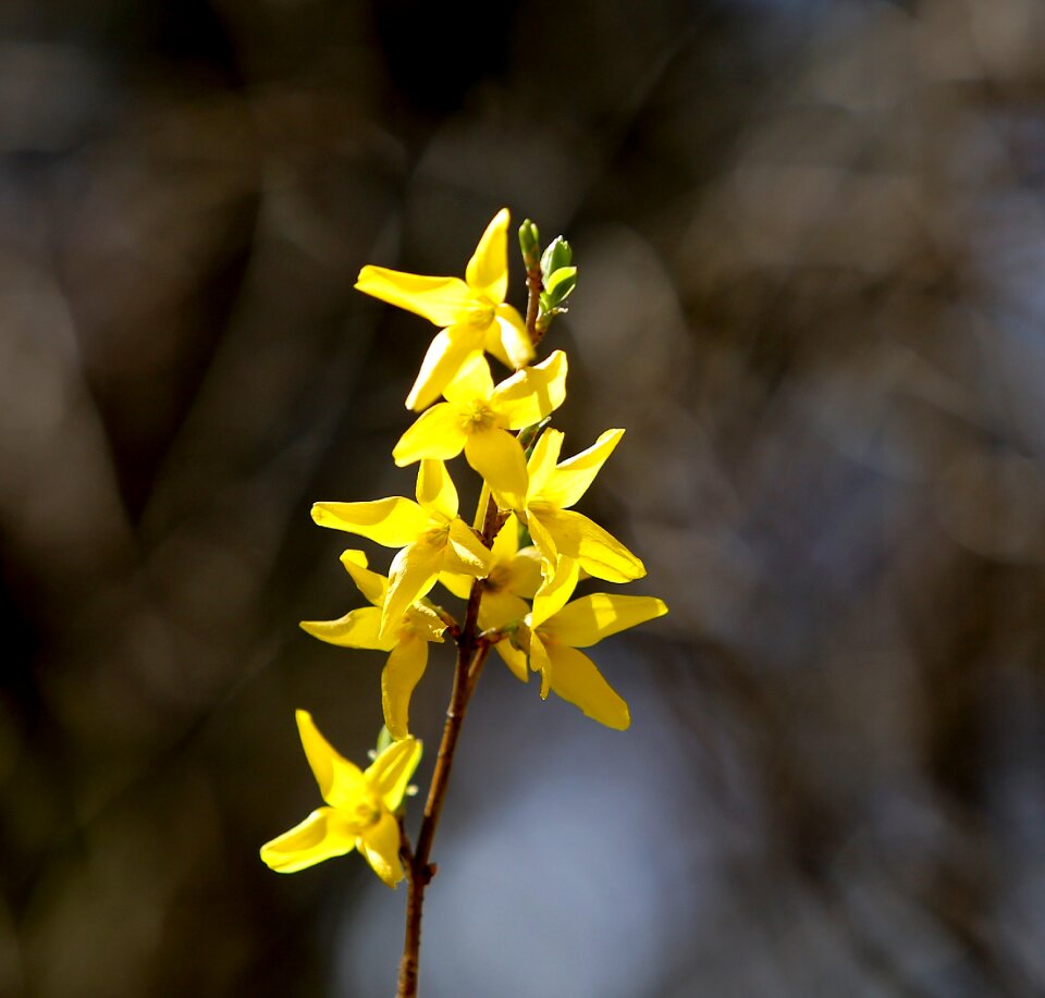 Flowers nature plants