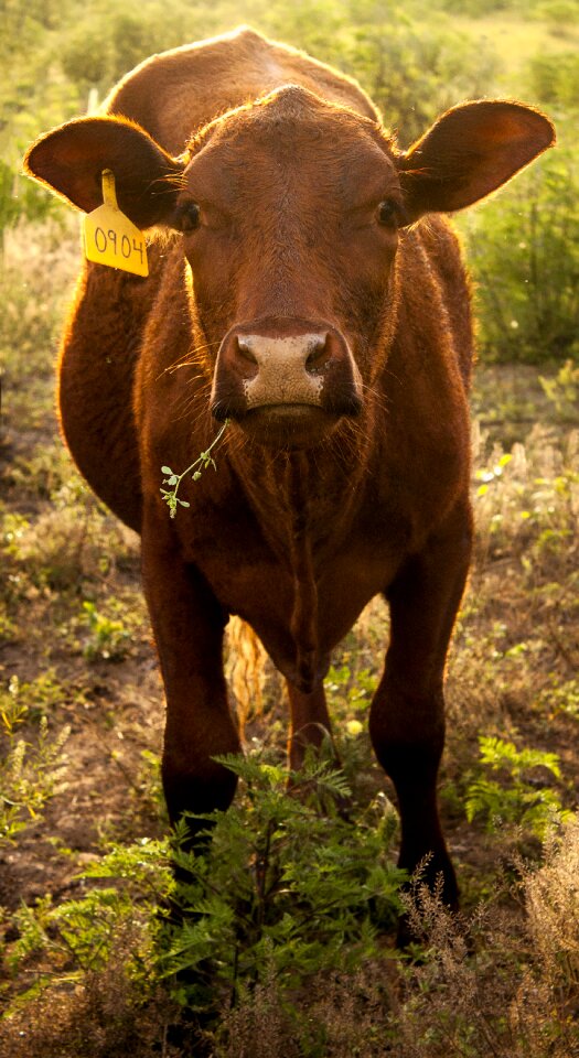 Farm cattle agriculture