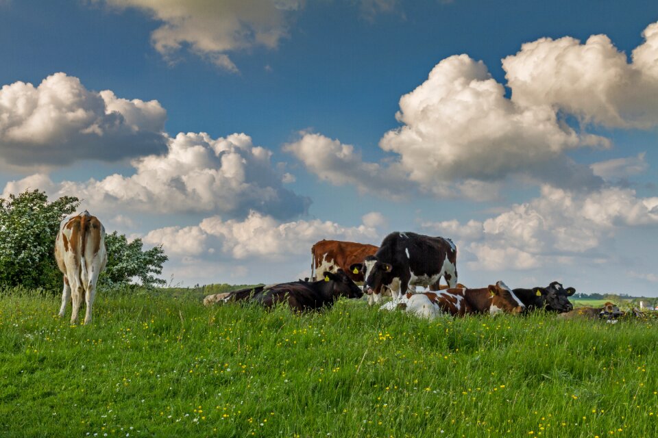 Meadow sky clouds