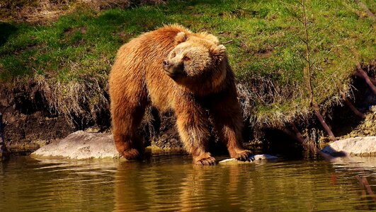 Dangerous animal world fur photo