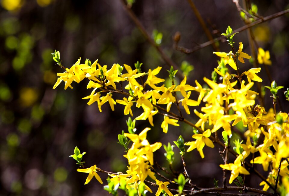 Forsythia spring plants