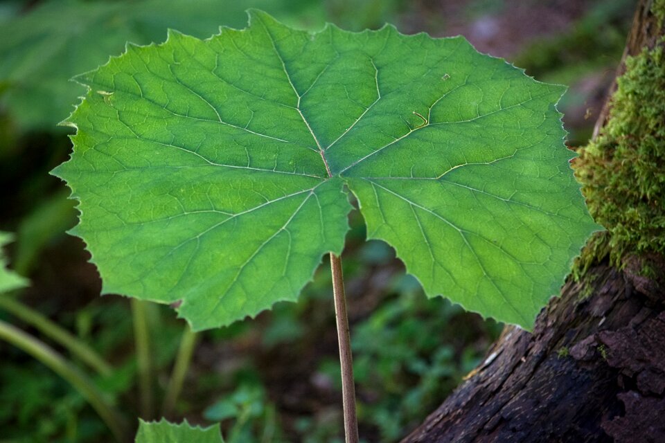 Plant forest plant nature