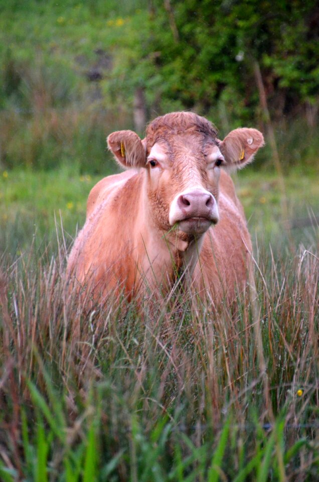 Beef nature animals