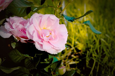 Bloom pink flower pink rose photo