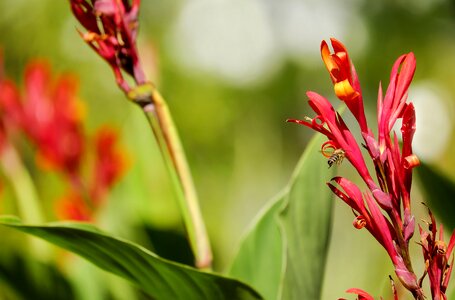 Bloom red canna indica photo