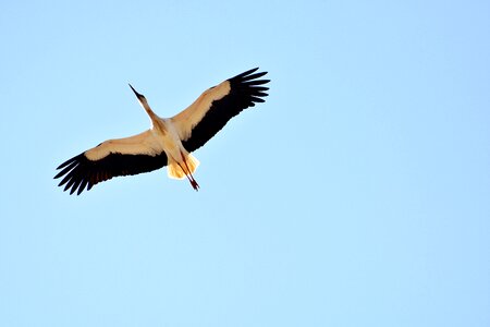 Nature bill rattle stork
