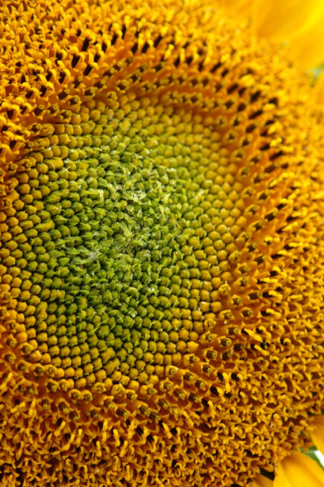 Macro seeds yellow