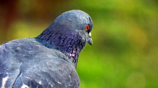 Vták pigeon nature photo