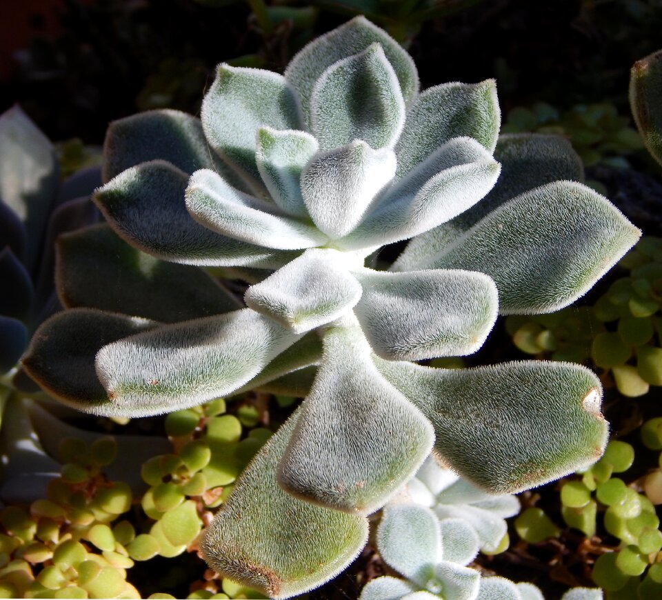 Potted plant decorative fuzzy