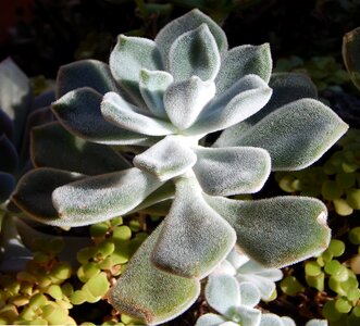 Potted plant decorative fuzzy