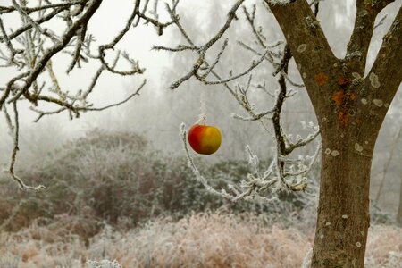 Ice winter magic cold