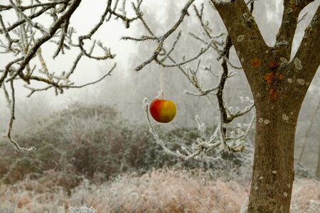 Ice winter magic cold photo