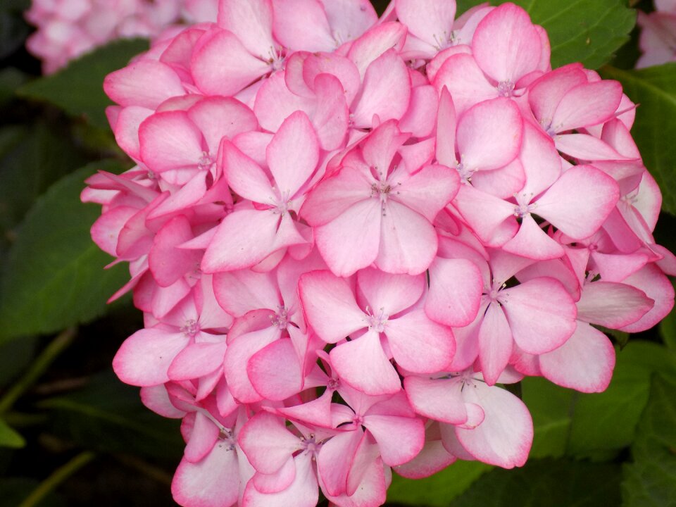 Pink blossom bloom