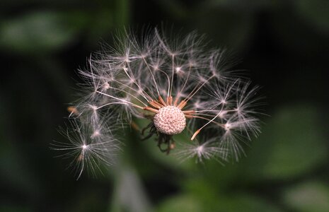 Spring plant macro