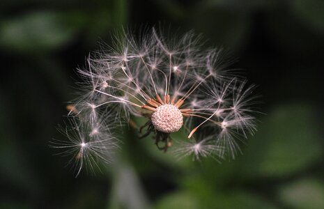 Spring plant macro photo