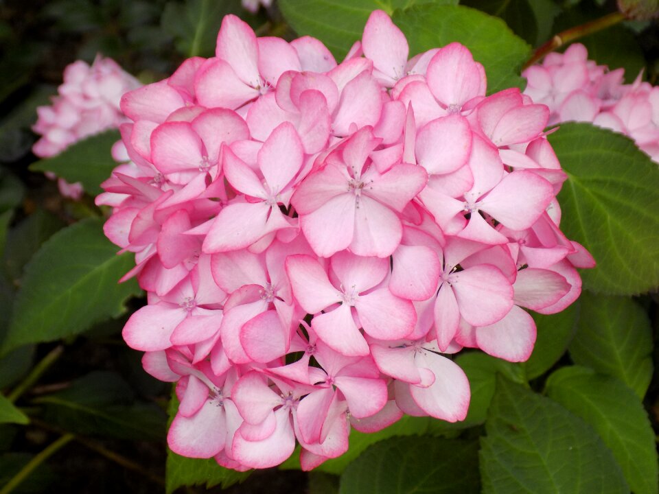 Pink blossom bloom