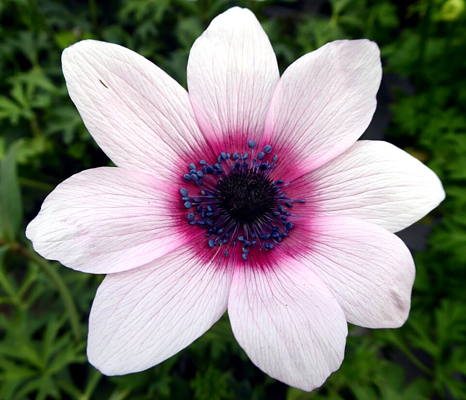 White pink stamens